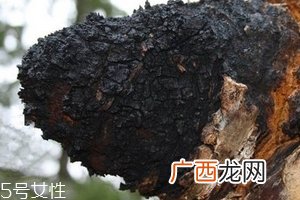 桦树茸价格桦树茸会不会很贵