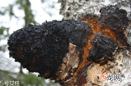 桦树茸为什么中国禁止？桦树茸国内能买到吗？