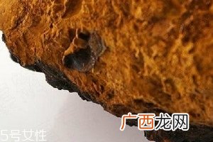 桦树茸为什么中国禁止？桦树茸国内能买到吗？
