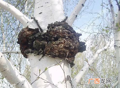 桦树茸为什么中国禁止？桦树茸国内能买到吗？