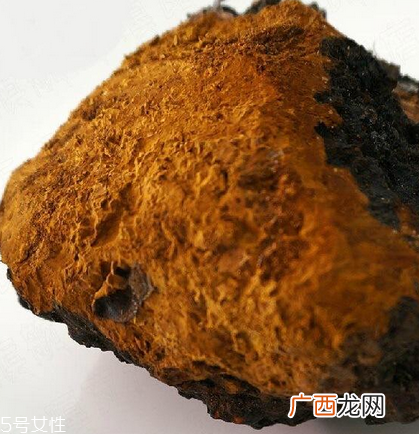桦树茸的功效及副作用桦树茸的好处和坏处