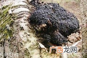 桦树茸的功效及副作用桦树茸的好处和坏处