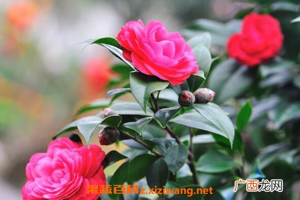 茶花怎么养 茶花的养殖方法和养殖技巧