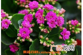 长寿花怎么养 长寿花的养殖方法和注意事项