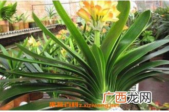 君子兰怎么养 君子兰的养殖方法和注意事项