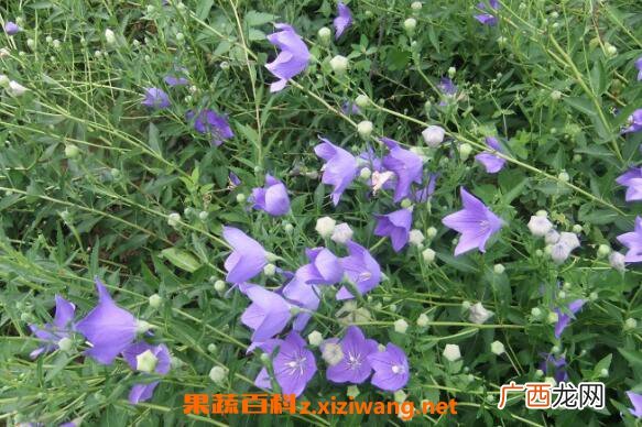桔梗花图片 桔梗花的养殖方法和注意事项