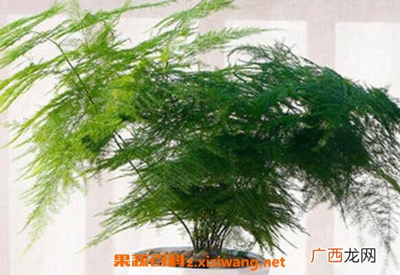 文竹叶子发黄怎么办 文竹变黄了还能恢复吗