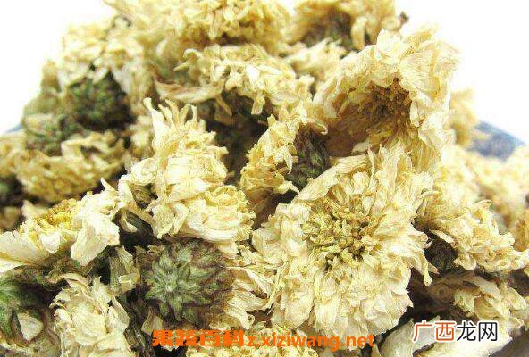 贡菊的功效与作用 喝贡菊的好处