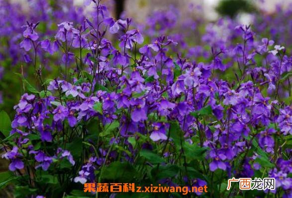 二月兰怎么养殖 二月兰的养殖方法和注意事项