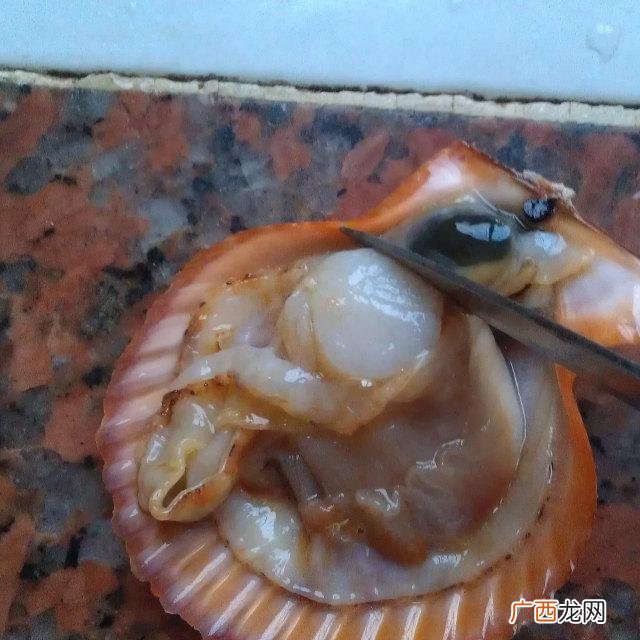 扇贝的养殖方法 扇贝可以淡水养殖吗
