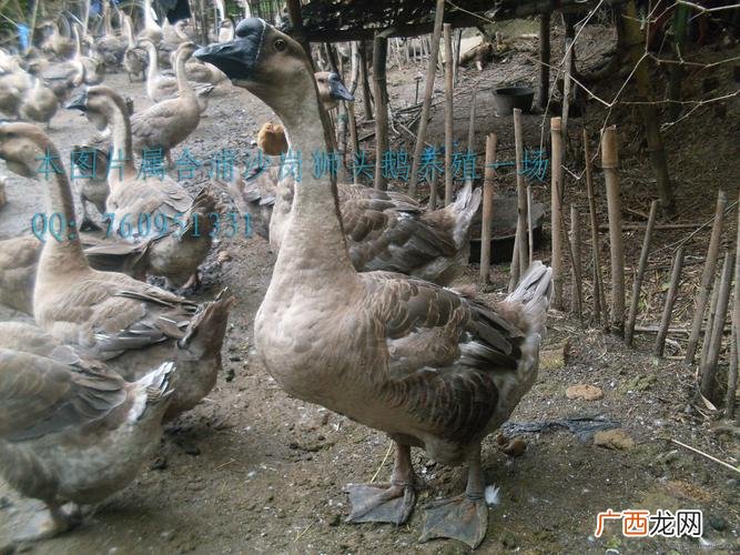 师头鹅一年产多少个蛋 什么地方养殖师头鹅