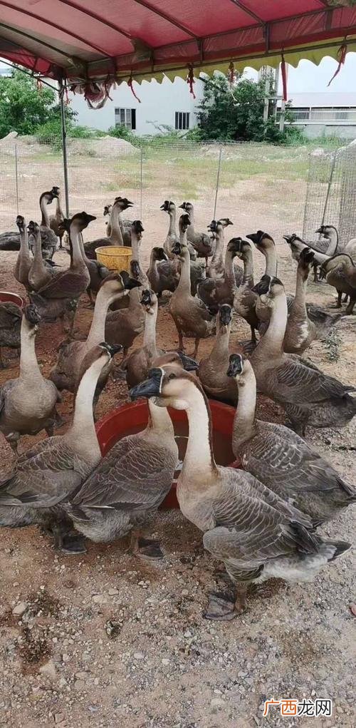 师头鹅一年产多少个蛋 什么地方养殖师头鹅