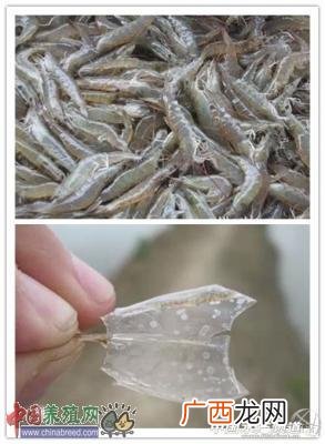 石斑鱼细菌性疾病图片 石斑鱼养殖虫害