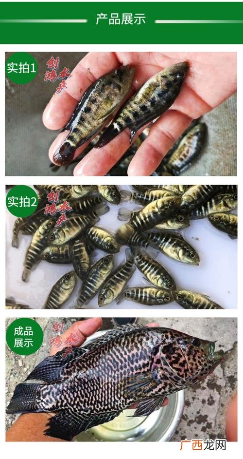养殖石斑鱼多少钱一斤 石斑鱼养殖如何杀虫