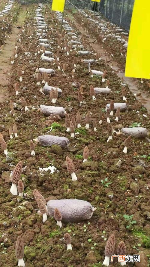 食用菌示范基地简介 食用菌养殖基地