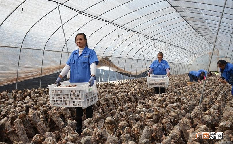 食用菌示范基地简介 食用菌养殖基地