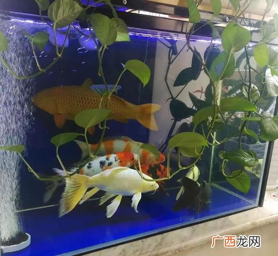 水产养殖杀虫后多久解毒 水产养殖杀虫水温