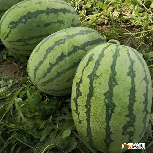 西瓜贩子赚钱吗,明年种植什么好什么能赚钱种一亩西瓜最高产量有多少