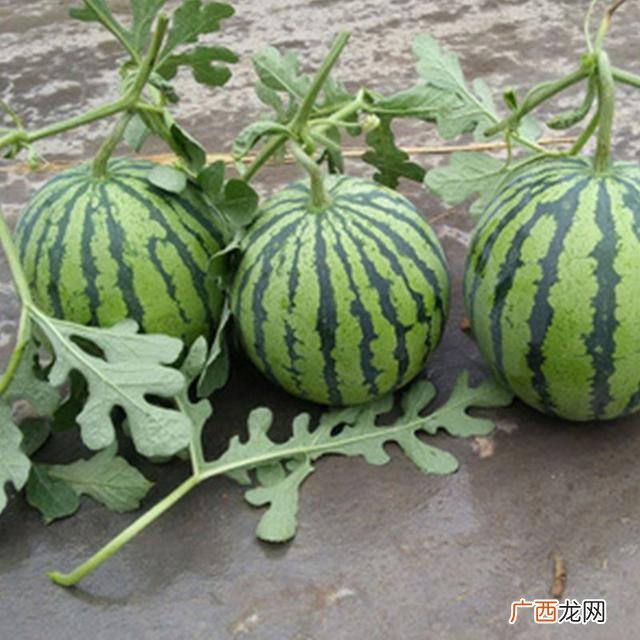 西瓜贩子赚钱吗,明年种植什么好什么能赚钱种一亩西瓜最高产量有多少