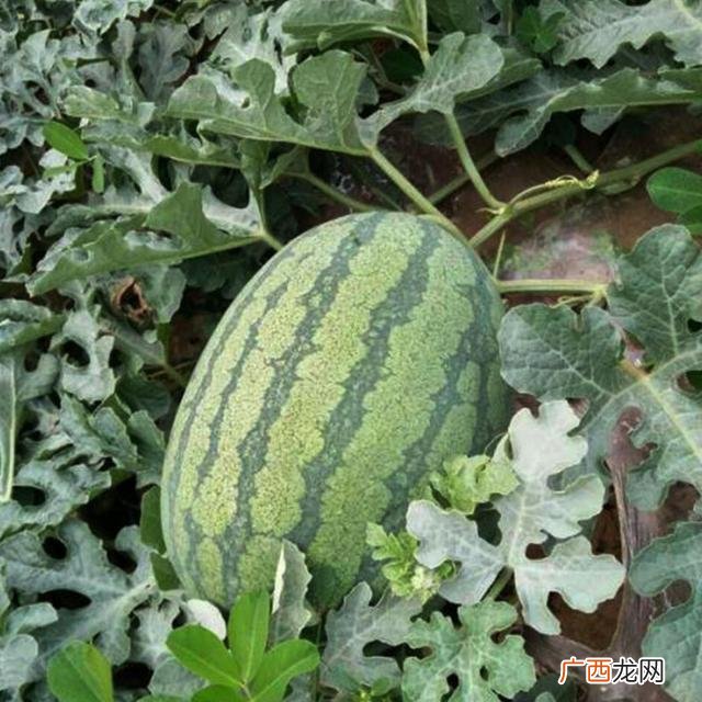 西瓜贩子赚钱吗,明年种植什么好什么能赚钱种一亩西瓜最高产量有多少