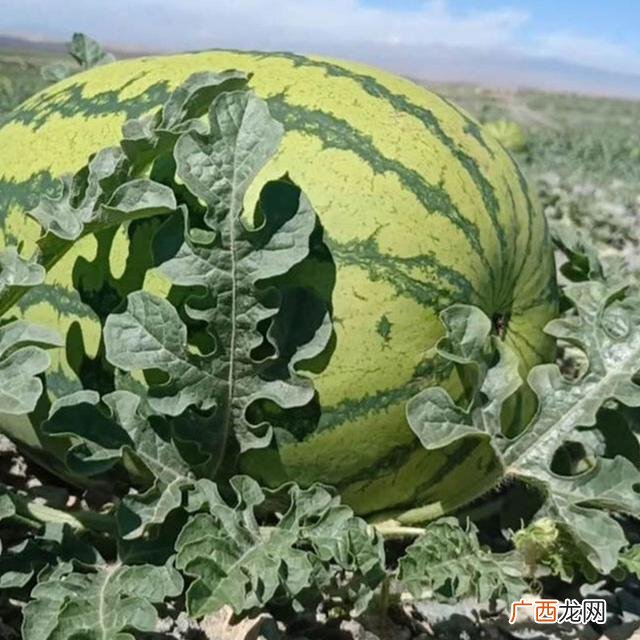 西瓜贩子赚钱吗,明年种植什么好什么能赚钱种一亩西瓜最高产量有多少