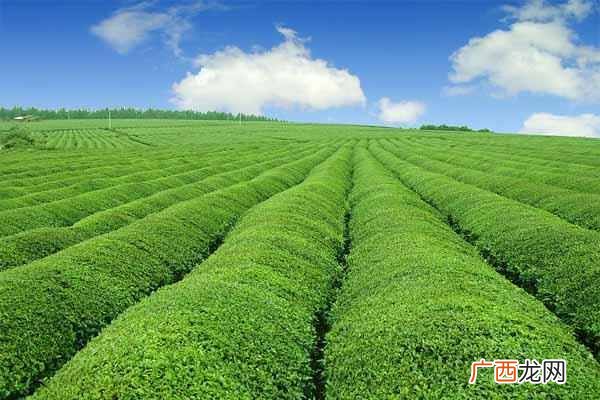 什么是生态农业？发展生态农业的好处居然这么