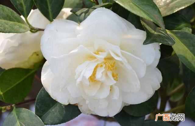 山茶花什么时候开？山茶花花期多长