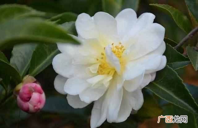 山茶花什么时候开？山茶花花期多长