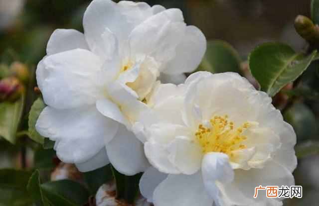 山茶花什么时候开？山茶花花期多长