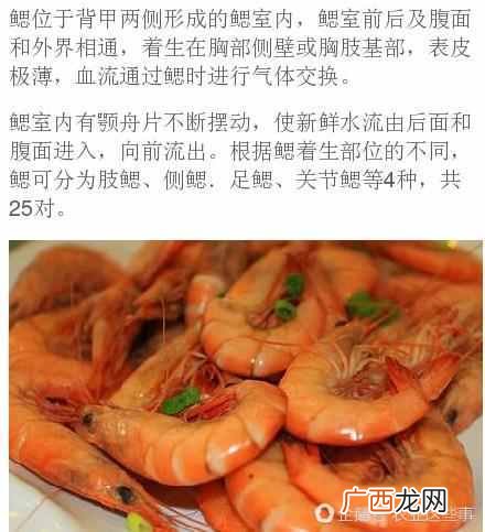 虾类靠什么呼吸？快来涨涨知识吧