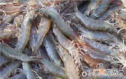 虾类靠什么呼吸？快来涨涨知识吧