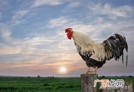 公鸡为什么早上会准时打鸣？