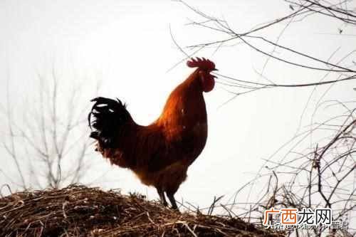 公鸡为什么早上会准时打鸣？