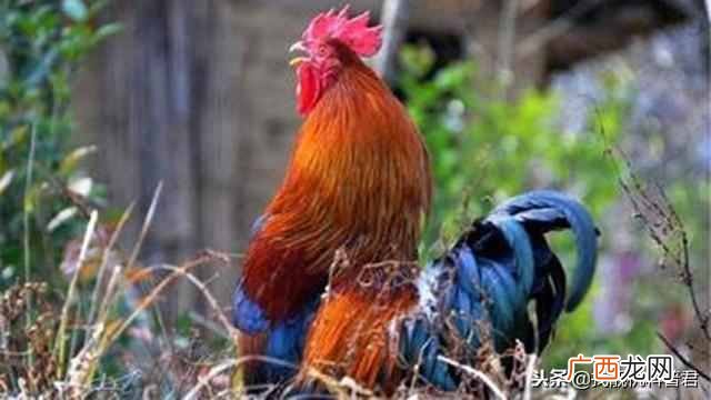 公鸡为什么早上会准时打鸣？