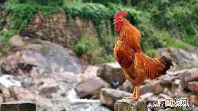 公鸡为什么早上会准时打鸣？