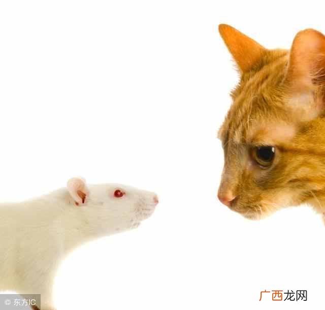 猫为什么喜欢吃鱼和老鼠？原因其实很简单
