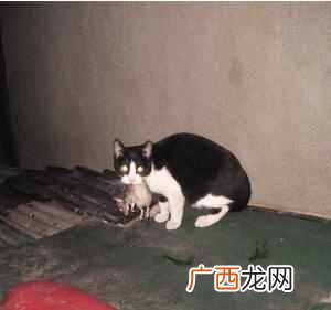 猫为什么喜欢吃鱼和老鼠？原因其实很简单