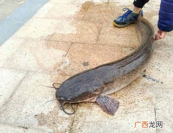 鲶鱼吃什么食物长大的？说出来你不都敢吃了