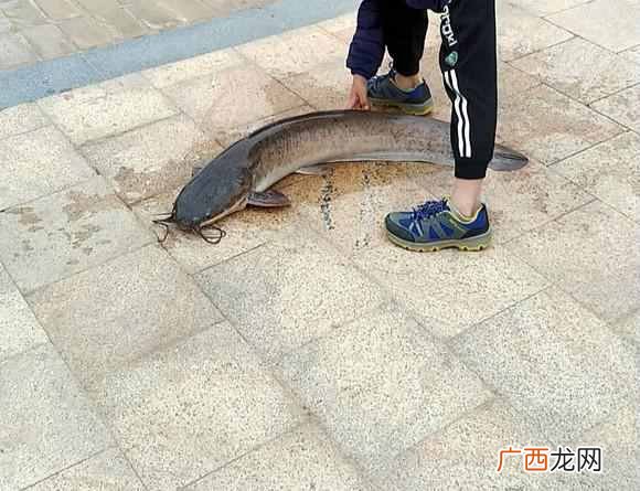 鲶鱼吃什么食物长大的？说出来你不都敢吃了