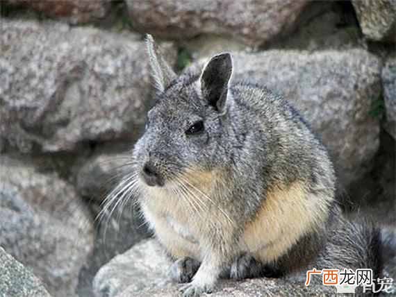 龙猫是什么动物杂交的？龙猫是猫还是老鼠
