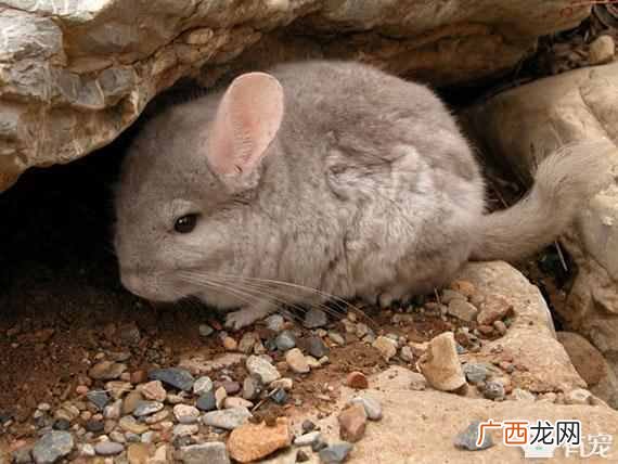 龙猫是什么动物杂交的？龙猫是猫还是老鼠