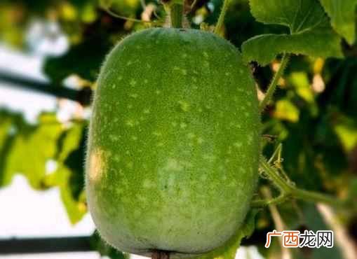 为什么没有北瓜？今天终于明白了