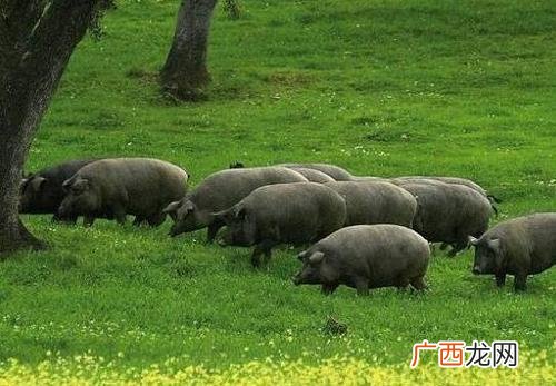 四川山区养殖什么最好 四川农村养殖业什么好