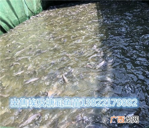 塘角鱼的养殖技术 塘角鱼养殖论坛