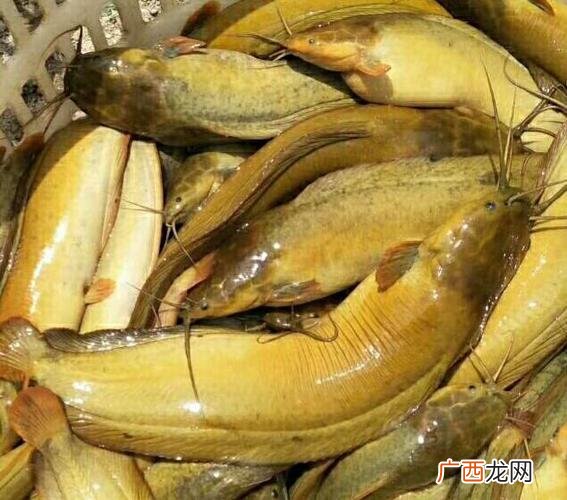 塘角鱼的养殖技术 塘角鱼养殖论坛