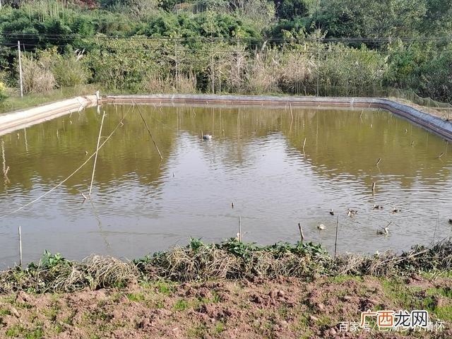 水塘养殖鲤鱼的缺点 塘鲤鱼养殖成活率
