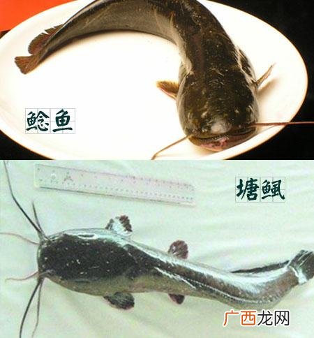 本地塘鲺 桶装养殖塘鲺
