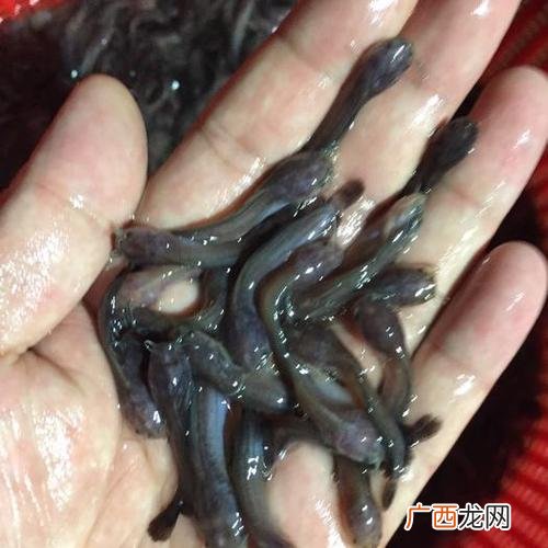 本地塘鲺 桶装养殖塘鲺
