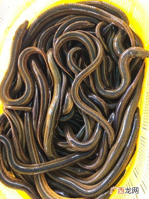 鳝鱼的养殖方法 武汉养殖鳝鱼