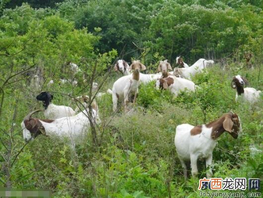 鄂尔多斯适合养什么羊 细毛羊养殖